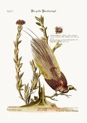 The greater Bird of Paradise, 1749-73